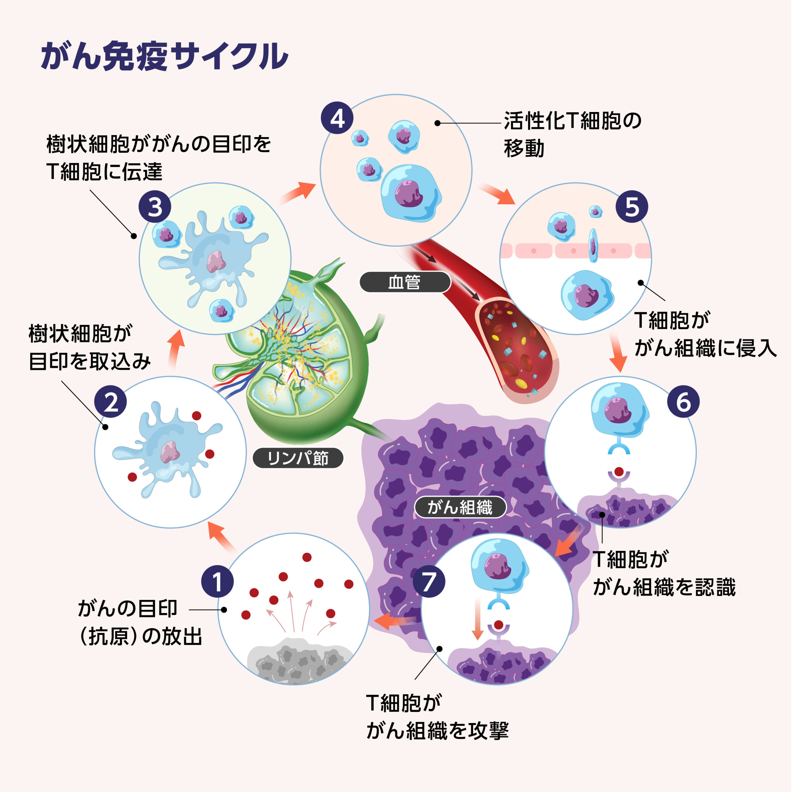 免疫とがん細胞とのつながり_画像